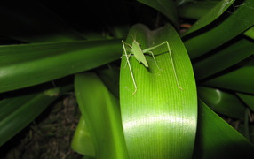 Green grasshoper