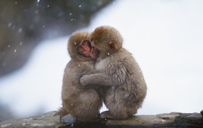 Замерзшие обезьянки