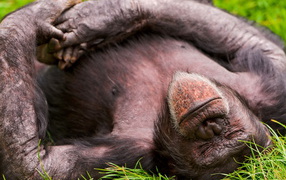 Спящая обезьяна