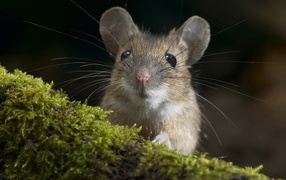Whiskered mouse