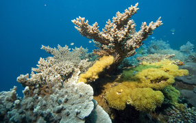 Corals of the Red Sea