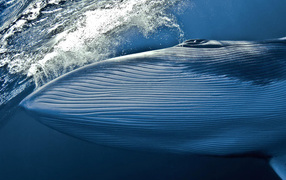 Dark blue whale