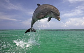 Handsome dolphin