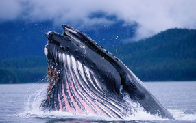 Humpbacked whale