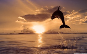 Jump of a dolphin