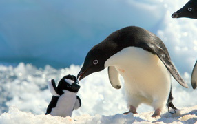 Penguin and toy