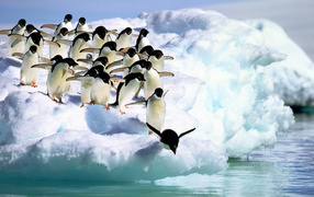 Penguins jump in water