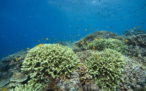 Кораллы Красное море