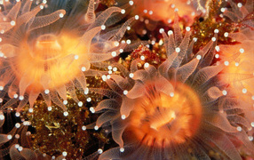 Морские анемоны