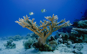Морское дно Кораллы