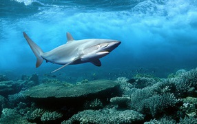 Shark Sharm El-Sheikh