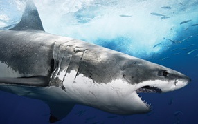 Shark eater Sharm El Sheikh