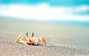 Small crab on a beach
