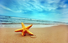 Starfish in sand