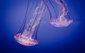 Two jellyfish