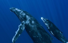 Two whales