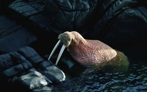 Walrus on the rocks