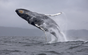 Whale in a jump