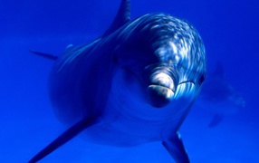 Дельфин в океане