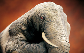 Elephant hand