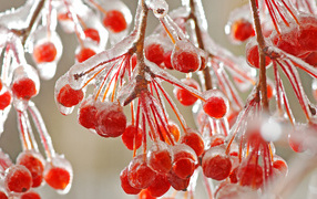 Mountain ash with ice