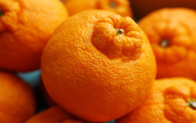 placer mandarins