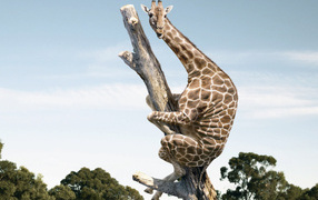 Испугавшийся жираф