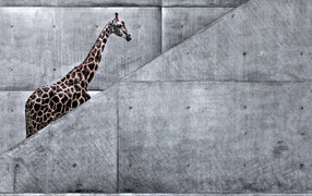 Giraffe on the stairs