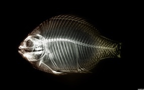 Мобильный рентген рыбы