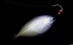 Сканер рыбы