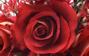 Красивая роза на 8 марта
