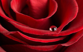 Red Rose on March 8