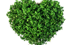 Сердечко из зелени
