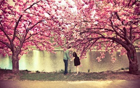 Lovers under a sakura