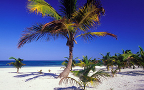 Пальма пляж