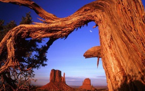 Старое дерево в пустыне