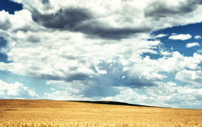 Wheaten field