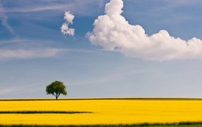Желтое поле и дерево