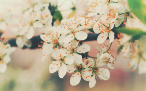 Cherry flowering
