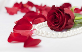 Red rose and pearls