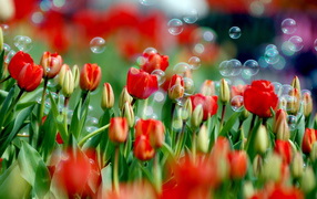 Тюльпаны и мыльные пузыри