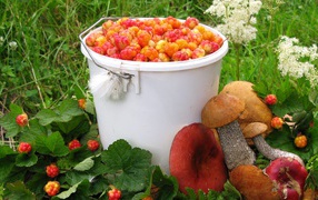 Berries and mushrooms