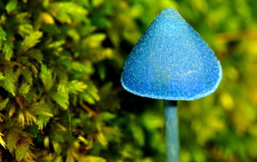 Синий грибочек