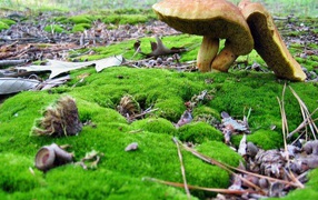 Mushrooms among a moss