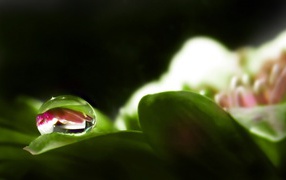 A drop of dew on a flower