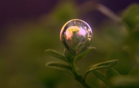 Пузырь на растении