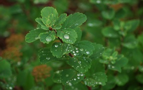 Магия Росы Nature_Plants_Dew_on_leafs_008403_32