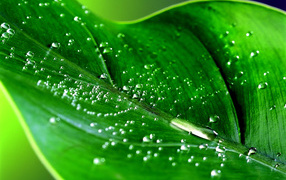 Drops on a green leaf