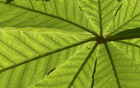 The texture of the green leaf
