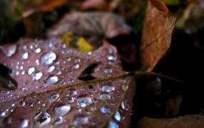 Waterdrops on old leaf